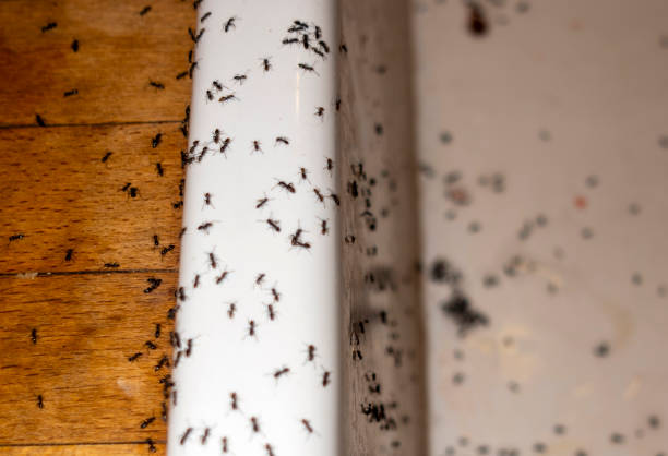 Professional Pest Control in Independence, OH